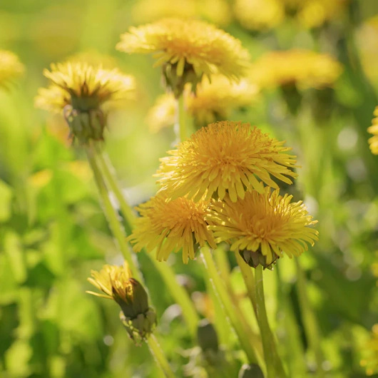 BioDrain Wspomaganie oczyszczania organizmu, 60 tabletek