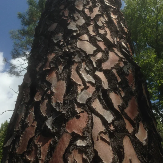 Active Legs Żyły i naczynia krwionośne, 30 tabletek
