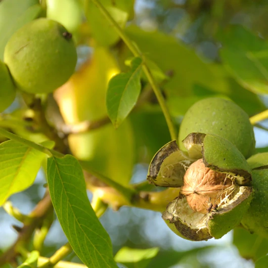 Clear Brain Sprawność umysłu i pamięć, 60 tabletek