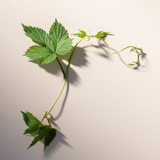 Zuccarin, 120 tabletek