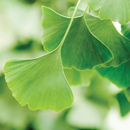 Tone Słuch, równowaga i układ nerwowy, 60 tabletek