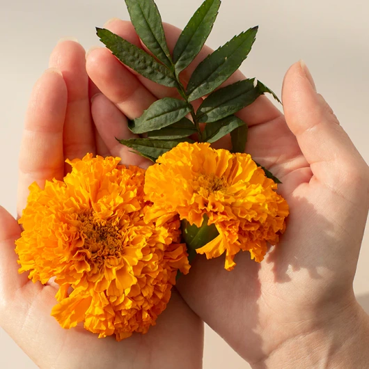 Blue Berry Plus, 60 tabletek