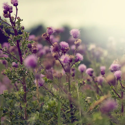 BioDrain Wspomaganie oczyszczania organizmu, 60 tabletek