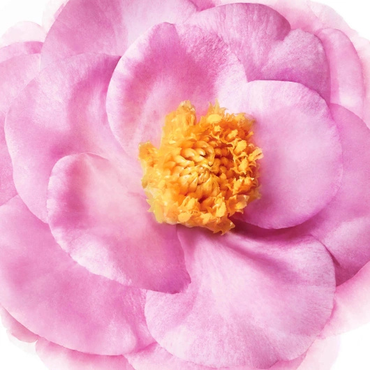 NUXE Hair Prodigieux szampon wygładzający, 200ml